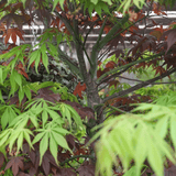 Acer palmatum 'Bloodgood Elegans Double Graft' 90L