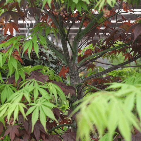 Acer palmatum 'Bloodgood Elegans Double Graft' 90L