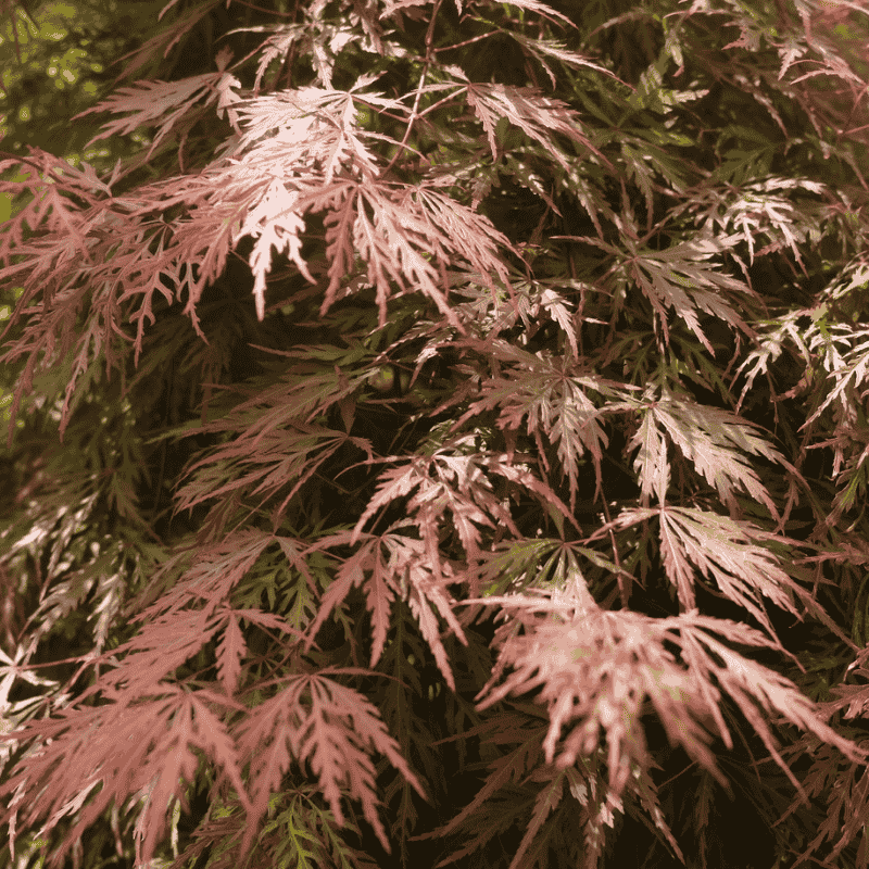 Acer palmatum dissectum Baldsmith 50cm