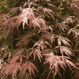 Acer palmatum dissectum Baldsmith 50cm