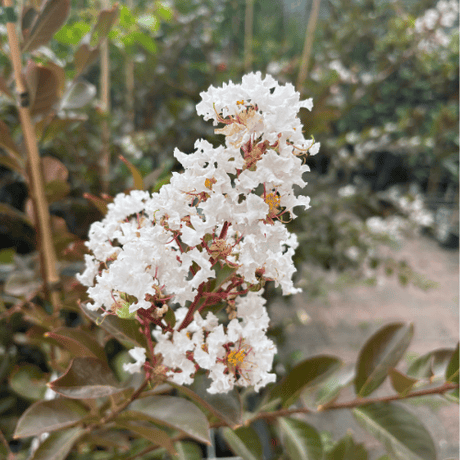 Lagerstroemia indica Acoma 25cm Tree