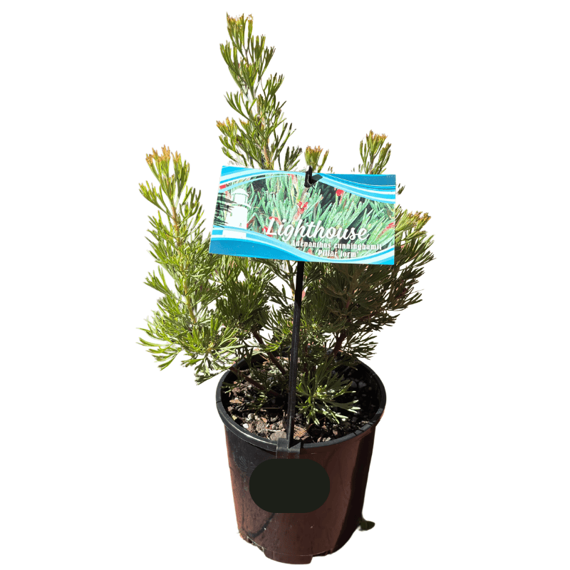 Adenanthos Lighthouse 14cm