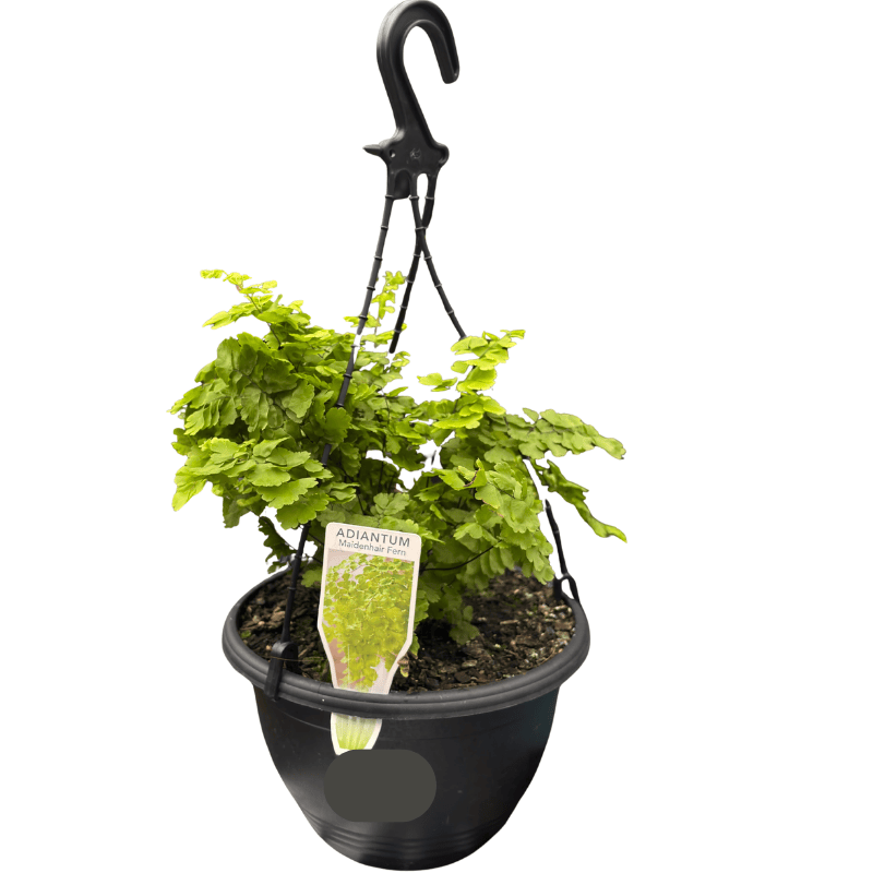 Adiantum Pacific Maid 20cm Basket