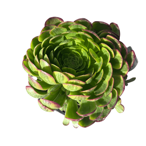 Aeonium Fiesta 20cm