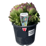Aeonium Fiesta 20cm