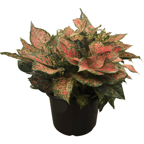 Aglaonema Wishes 25cm