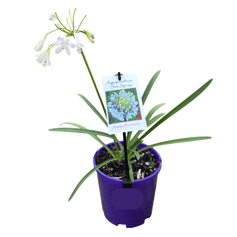 Agapanthus Sea Spray 14cm