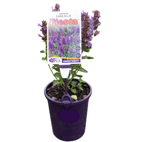 Agastache Fiesta Dark Blue 14cm