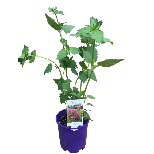Agastache Lavender Boa 14cm