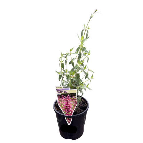 Agastache Sweet Lili_ 14cm