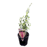 Agastache Sweet Lili_ 14cm