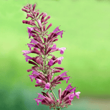 Agastache Sweet Lili_ 14cm