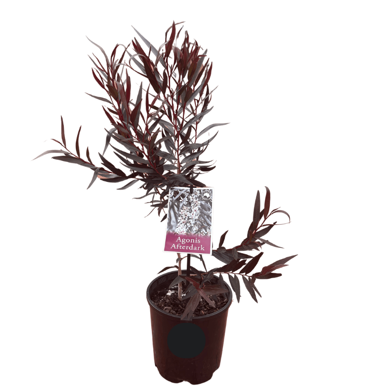 Agonis flexuosa After Dark 14cm