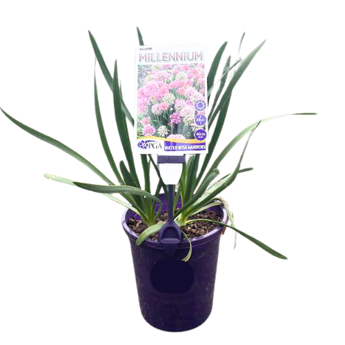 Allium Millennium 14cm