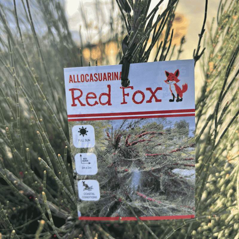 Allocasuarina monilifera Red Fox 33cm