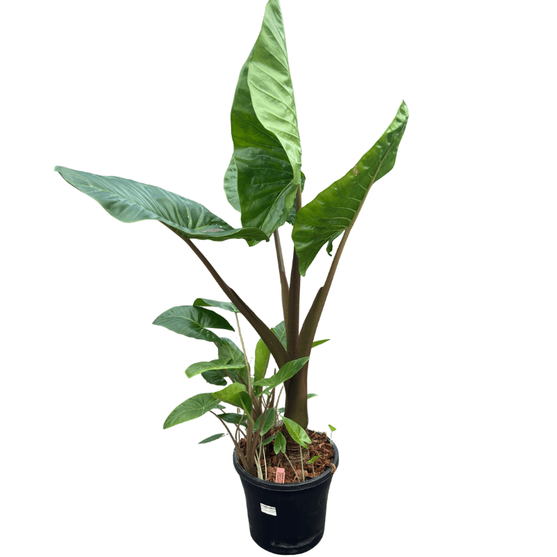 Alocasia macrorrhizos 25cm