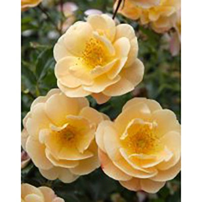 Rose Flower Carpet Amber 14cm