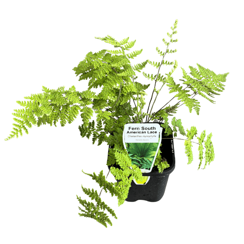 Fern South American Lace 10cm