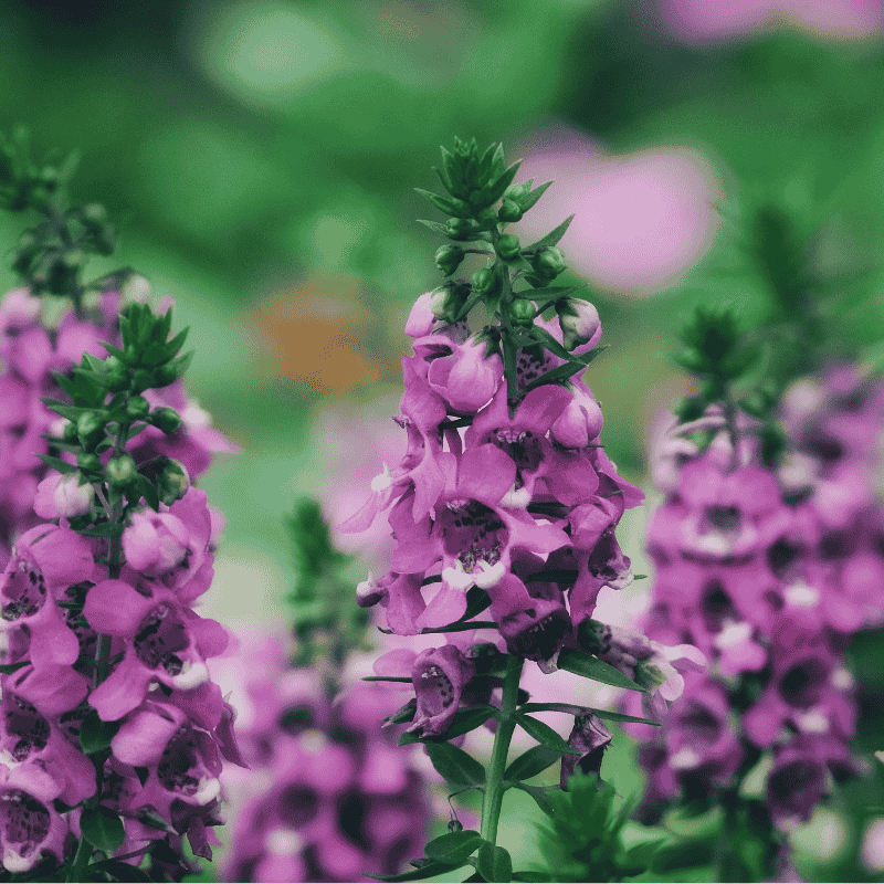 Angelonia Elite Purple Bicolour 15cm