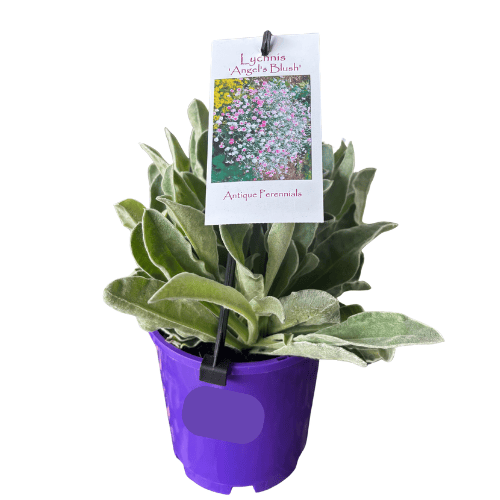 Lychnis Angel's Blush 14cm