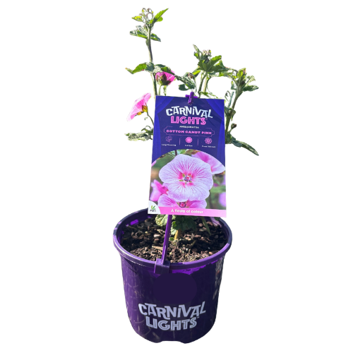Anisodontea Cotton Candy Pink 17cm