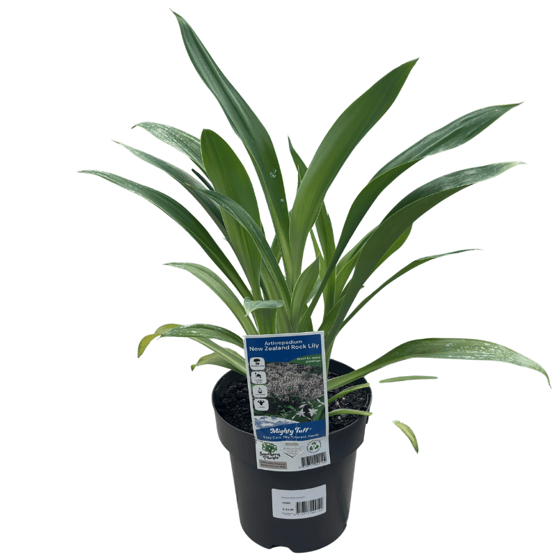 Arthropodium cirratum Matapouri Bay 18cm