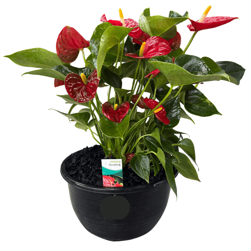 Anthurium Bowl Large