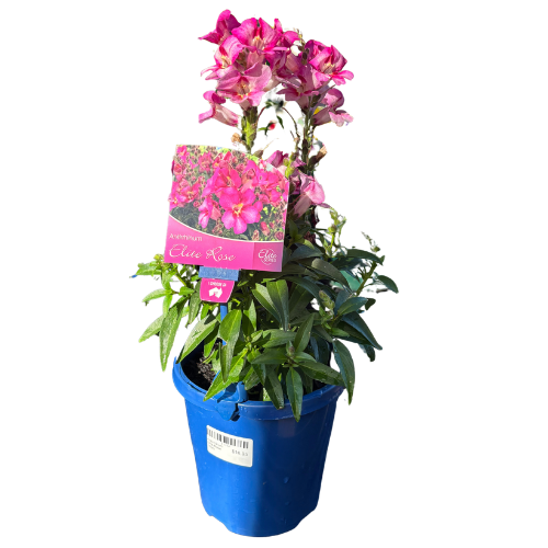 Antirrhinum Elite Rose 15cm