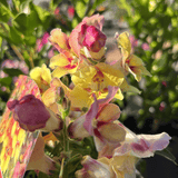 Antirrhinum Elite Apricot 15cm