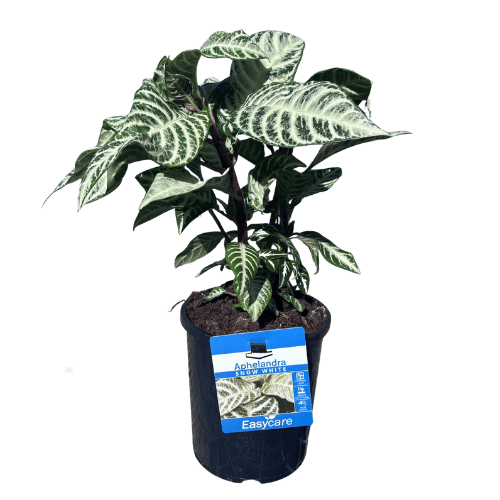 Aphelandra squarrosa 20cm