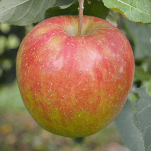 Apple Harmony Columnar