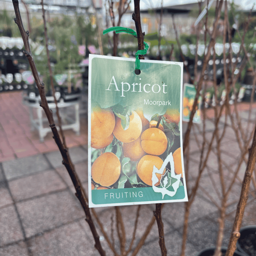 Apricot Moorpark