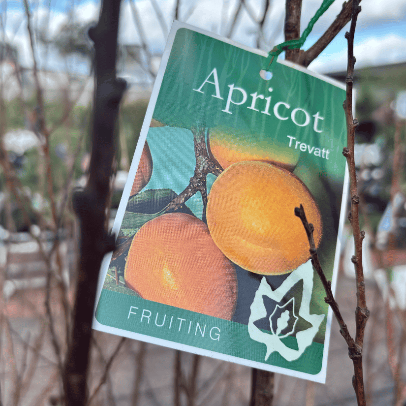 Apricot Trevatt