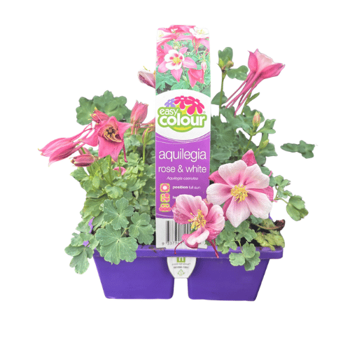 Aquilegia Rose & White