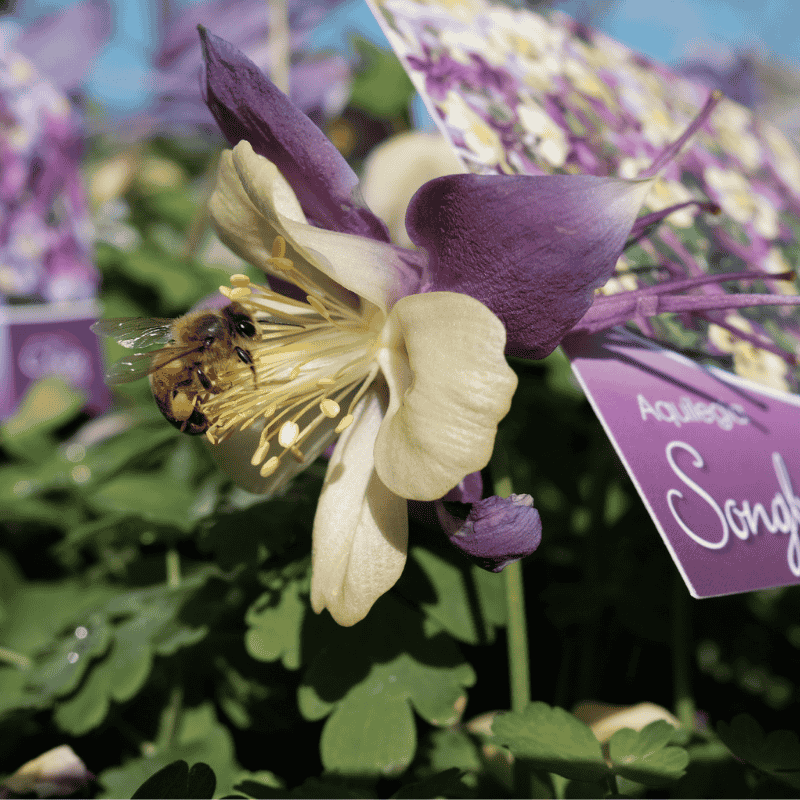 Aquilegia Songbird Nightingale 15cm