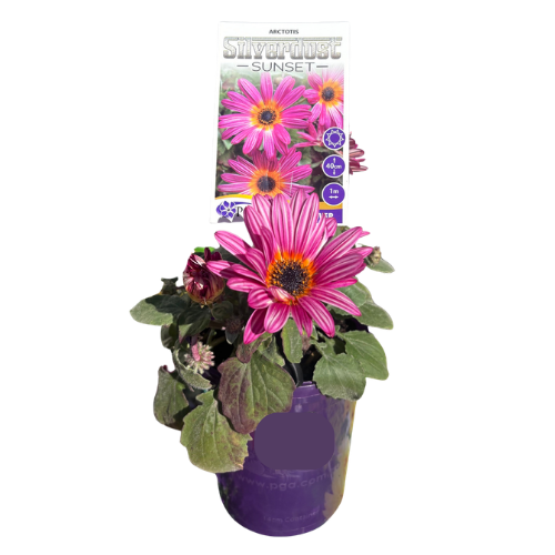 Arctotis Silverdust Sunset 14cm