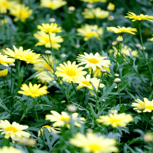 Argyranthemum Sassy Double Yellow 20cm