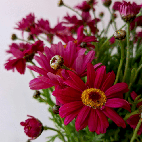 Argyranthemum Rasberrry 20cm