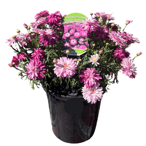 Argyranthemum Colossus Raspberry Ice 20cm