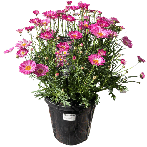 Argyranthemum Aramis Bicolour Rose 20cm