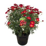 Argyranthemum Assorted 20cm