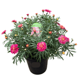 Argyranthemum Assorted 20cm