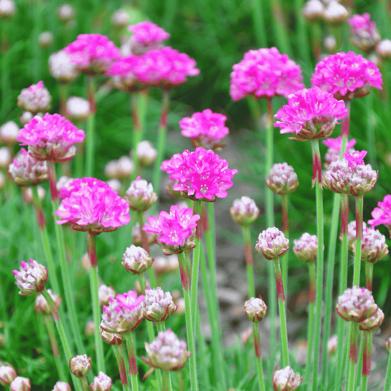 Armeria 'Ruby Petite' 14cm