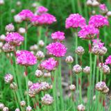 Armeria 'Ruby Petite' 14cm