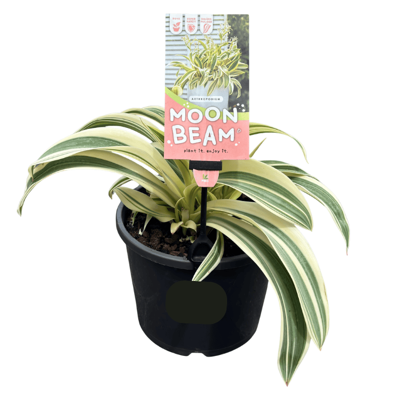 Arthropodium Moonbeam 18cm