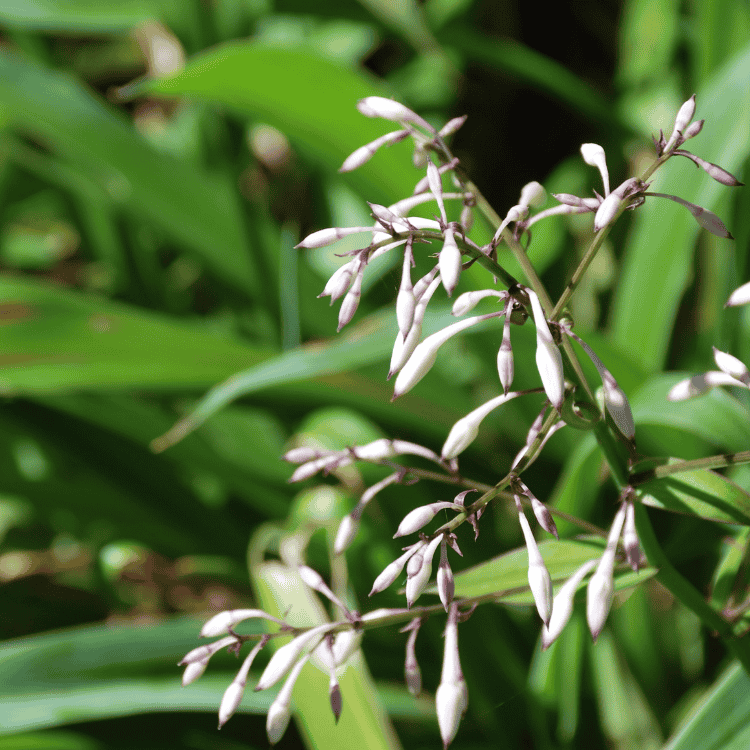 Arthropodium Te Puna 14cm
