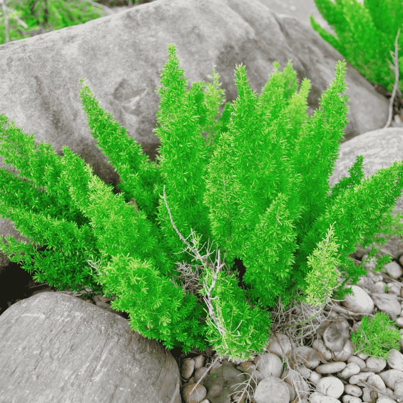 Asparagus 'Meyeri' - Foxtail Fern 25cm