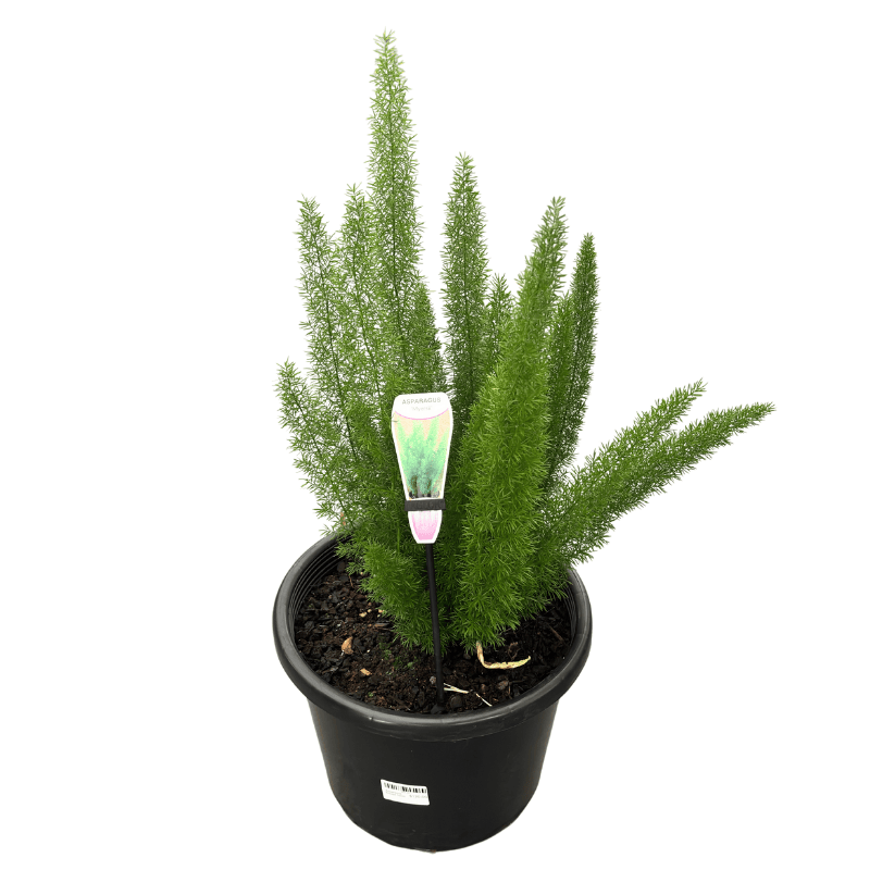 Asparagus 'Meyeri' - Foxtail Fern 25cm