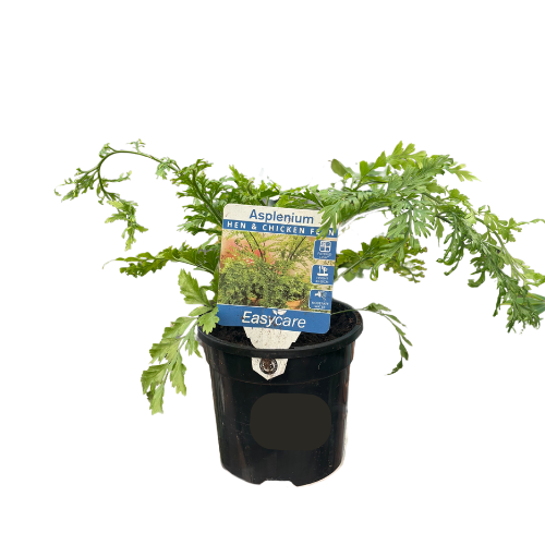 Asplenium Hen and Chicken Fern 13cm