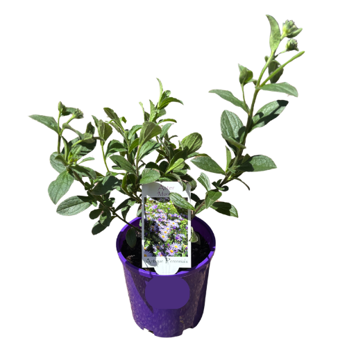 Aster frikartii Monch 14cm
